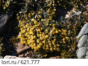 Водоросли фукусы (Fucus vesiculosus_ на прибрежных камнях, отлив. Стоковое фото, фотограф Наталия Шевченко / Фотобанк Лори
