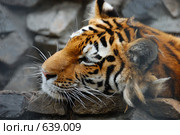 Морда тигра, лежащего на камнях. Стоковое фото, фотограф Юрий Бульший / Фотобанк Лори