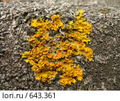 Ксантория настенная, или стенная золотнянка — Xanthoria parietina. Стоковое фото, фотограф Самохвалов Артем / Фотобанк Лори