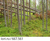 Бурелом в лесу. Стоковое фото, фотограф Вадим Кондратенков / Фотобанк Лори