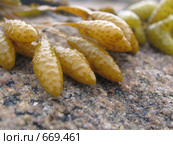 Водоросли фукусы (Fucus vesiculosus) на камнях. Белое море. Стоковое фото, фотограф Т. З. / Фотобанк Лори