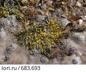 Водоросли фукусы (Fucus vesiculosus) на песке. Белое море. Стоковое фото, фотограф Т. З. / Фотобанк Лори