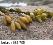 Водоросли фукусы (Fucus vesiculosus) на камнях. Белое море. Стоковое фото, фотограф Т. З. / Фотобанк Лори