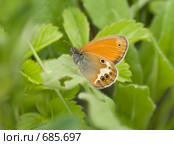 Сатир эдипус, Coenonympha oedippus (Fabricius, 1787) Стоковое фото, фотограф Вячеслав Потапов / Фотобанк Лори