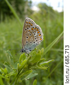 Голубянка икар, Polyommatus icarus (Rottemburg, 1775) Стоковое фото, фотограф Вячеслав Потапов / Фотобанк Лори