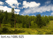Лес. Горный Алтай. Стоковое фото, фотограф Селигеев Андрей Иванович / Фотобанк Лори