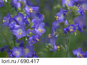 Синюха голубая (Polemonium caeruleum) Стоковое фото, фотограф Артём Сапегин / Фотобанк Лори