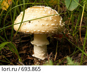 Ядовитый гриб Amanita pantherina. Стоковое фото, фотограф Василий Вишневский / Фотобанк Лори