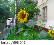 Город Химки. Подсолнухи у подъезда дома на Железнодорожной улице (2008 год). Стоковое фото, фотограф Т. З. / Фотобанк Лори