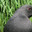 Камышница Gallinula chloropus. Стоковое фото, фотограф Варенов Дмитрий Владимирович / Фотобанк Лори