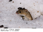 Мышь полевая (Apodemus agrarius) Стоковое фото, фотограф Василий Вишневский / Фотобанк Лори
