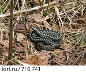 Гадюка (Vipera berus) Стоковое фото, фотограф Тарановский Д. / Фотобанк Лори