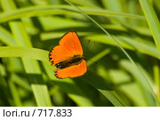 Червонец огненный, золотарниковый, Многоглазка огненная, Lycaena virgaureae, Scarce copper. Стоковое фото, фотограф Василий Вишневский / Фотобанк Лори