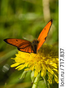 Червонец огненный, золотарниковый, Многоглазка огненная, Lycaena virgaureae, Scarce copper. Стоковое фото, фотограф Василий Вишневский / Фотобанк Лори