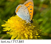 Червонец огненный, золотарниковый, Многоглазка огненная, Lycaena virgaureae, Scarce copper. Стоковое фото, фотограф Василий Вишневский / Фотобанк Лори