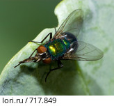 Падальница, зеленая падальная муха, Lucilia sericata, Common green bottle fly. Стоковое фото, фотограф Василий Вишневский / Фотобанк Лори