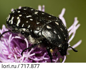 Бронзовка вонючая, Oxythyrea funesta. Стоковое фото, фотограф Василий Вишневский / Фотобанк Лори