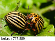Колорадский картофельный жук, Leptinotarsa decemlineata, Colorado potato beetle, ten-striped spearman, ten-lined potato beetle. Стоковое фото, фотограф Василий Вишневский / Фотобанк Лори