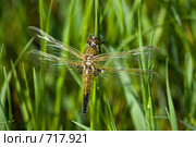 Стрекоза четырехпятнышковая, четырехпятнистая, Libellula quadrimaculata, Four-spotted Chaser. Стоковое фото, фотограф Василий Вишневский / Фотобанк Лори