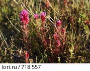 Дикие цветы Аризоны. Castilleja exserta (Orthocarpus purpurascens) (2009 год). Стоковое фото, фотограф Julia Nelson / Фотобанк Лори