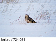 Сова(Owl) Стоковое фото, фотограф Виктор Ковалев / Фотобанк Лори