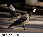 Ворона серая, Corvus cornix, Hooded. Стоковое фото, фотограф Василий Вишневский / Фотобанк Лори