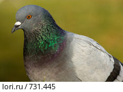 Голубь сизый, Columba livia, Rock Dove. Стоковое фото, фотограф Василий Вишневский / Фотобанк Лори