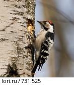Дятел малый пестрый, Dendrocopos minor, Lesser Spotted Woodpecker. Стоковое фото, фотограф Василий Вишневский / Фотобанк Лори