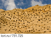 Ласточка береговая, Береговушка, Riparia riparia, Sand Martin. Стоковое фото, фотограф Василий Вишневский / Фотобанк Лори