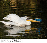 Пеликан кудрявый, Pelecanus crispus, Dalmatian pelican (2008 год). Редакционное фото, фотограф Василий Вишневский / Фотобанк Лори