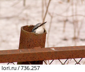 Поползень, Sitta europaea, Nuthatch. Стоковое фото, фотограф Василий Вишневский / Фотобанк Лори