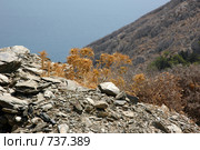 Жизнь на камнях (2008 год). Стоковое фото, фотограф Котенкова Татьяна / Фотобанк Лори