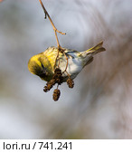 Чиж, Spinus spinus, Siskin. Стоковое фото, фотограф Василий Вишневский / Фотобанк Лори