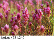 Дикие цветы Аризоны. Castilleja exserta (Orthocarpus purpurascens) (2009 год). Стоковое фото, фотограф Julia Nelson / Фотобанк Лори