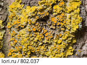 Лишайник - ксантория постенная или стенная золотнянка - Xanthoria parietina - часть таллома. Стоковое фото, фотограф Иван Сазыкин / Фотобанк Лори