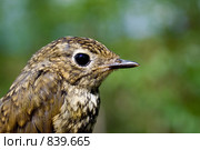 Портрет воробьиной птицы. Стоковое фото, фотограф Максим Антипин / Фотобанк Лори