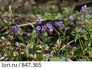 Медуница неясная. Pulmonaria obskura. Стоковое фото, фотограф Наталья Волкова / Фотобанк Лори