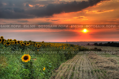 Поле с засохшей травой и подсолнухами. Стоковое фото, фотограф Сергей Галушко / Фотобанк Лори