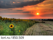 Поле с засохшей травой и подсолнухами. Стоковое фото, фотограф Сергей Галушко / Фотобанк Лори