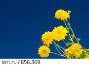 Золотые шары (Rudbeckia laciniata) Стоковое фото, фотограф Фурсов Алексей / Фотобанк Лори