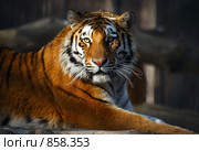 Портрет тигра. Стоковое фото, фотограф Игорь Жоров / Фотобанк Лори
