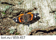 Бабочка адмирал (vanessa atalanta) на коре березы. Стоковое фото, фотограф Вадим Кондратенков / Фотобанк Лори