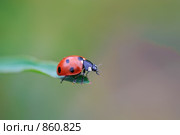 Божья коровка на травинке. Стоковое фото, фотограф Александр Шутов / Фотобанк Лори