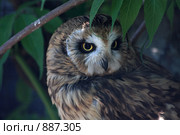 Болотная сова (Asio flammeus) Стоковое фото, фотограф Юлия Машкова / Фотобанк Лори