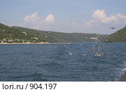 Чайки за бортом. Фьорд Лим. Хорватия (2008 год). Стоковое фото, фотограф Вадим Хомяков / Фотобанк Лори