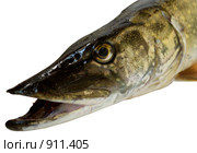 Щучья голова (Esox lucius) Стоковое фото, фотограф Инна Грязнова / Фотобанк Лори