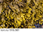 Водоросли фукусы (Fucus vesiculosus) Стоковое фото, фотограф Наталия Шевченко / Фотобанк Лори