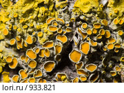 Лишайник - ксантория постенная или стенная золотянка - Xanthoria parietina - центральная часть таллома. Стоковое фото, фотограф Иван Сазыкин / Фотобанк Лори