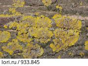 Лишайник - ксантория постенная или стенная золотянка - Xanthoria parietina. Стоковое фото, фотограф Иван Сазыкин / Фотобанк Лори