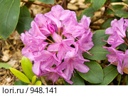 Розовые цветы рододендрона кэтевбинского. Rhododendron catawbiense. Стоковое фото, фотограф Алла Матвейчик / Фотобанк Лори